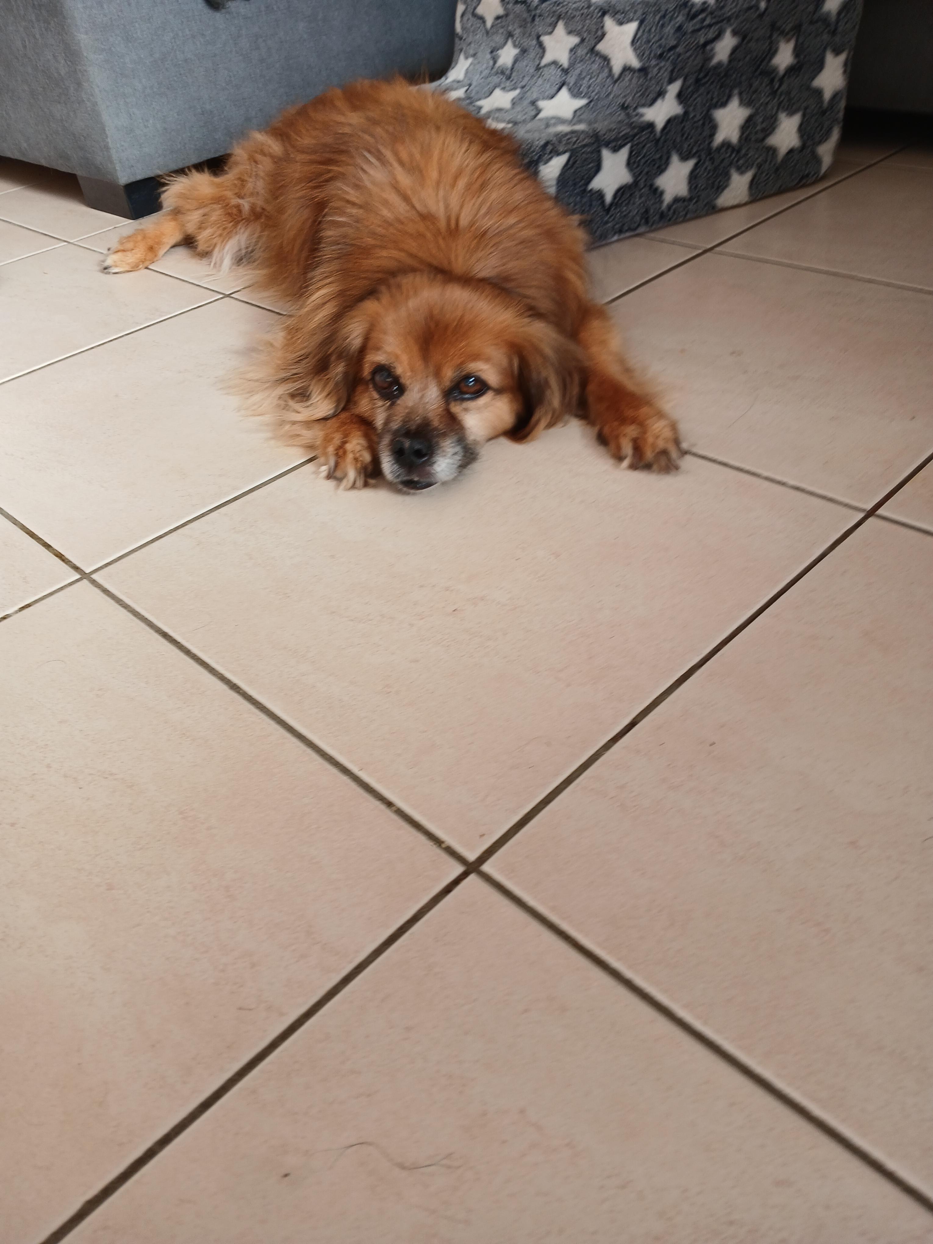 Service garde animaux 72 entre particuliers